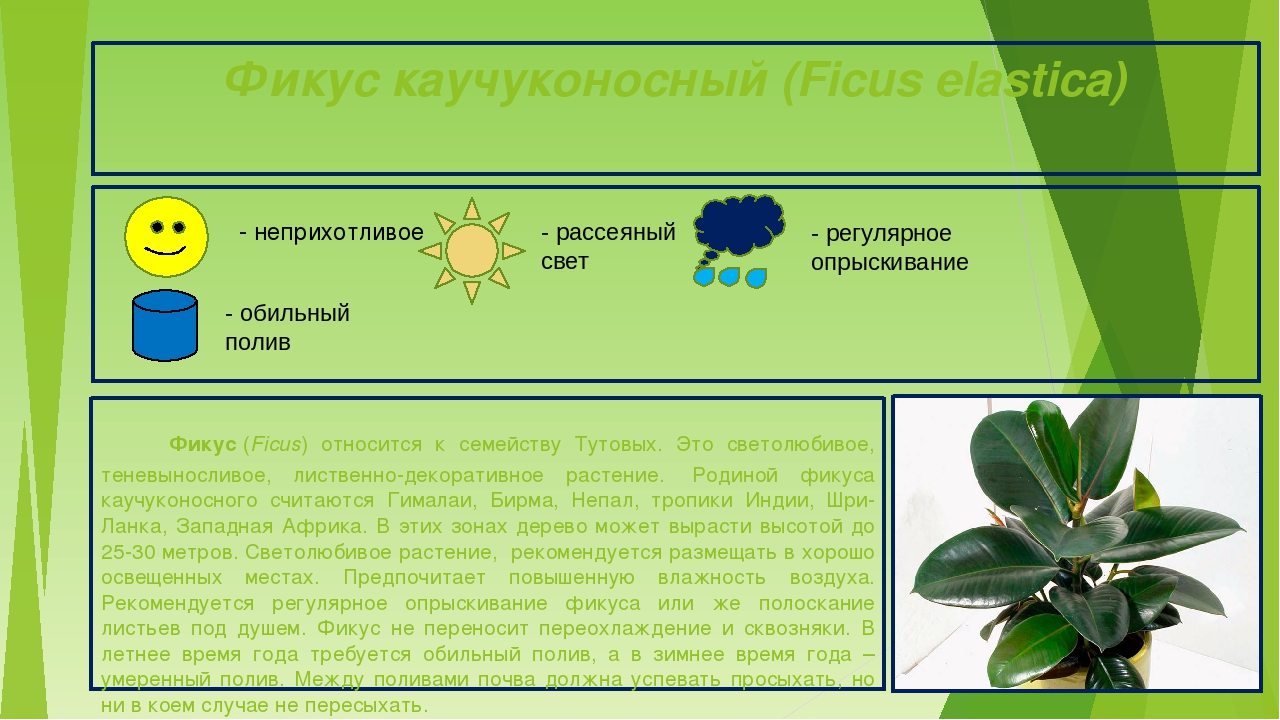 Характеристика фикуса. Паспорт фикуса Бенджамина. Фикус каучуконосный паспорт растения. Паспорт комнатного растения фикус. Паспорт комнатных растений в детском саду фикус.