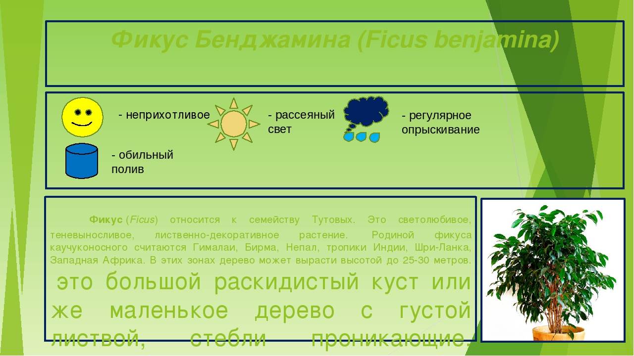 Презентация "Паспорта комнатных растений"