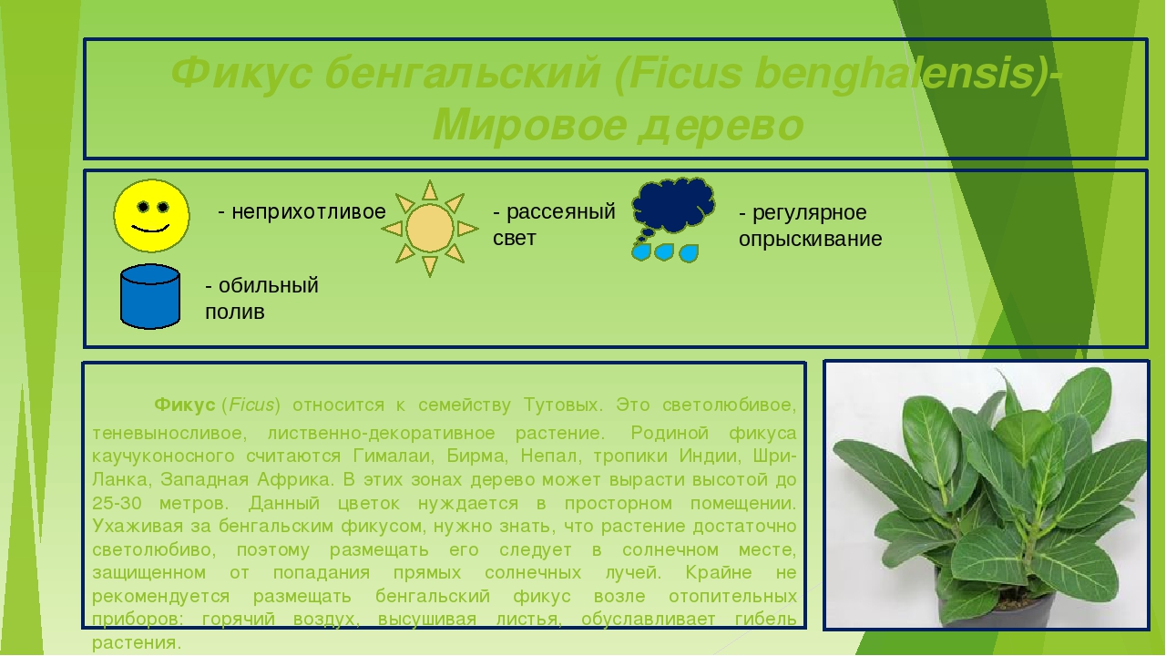 Презентация "Паспорта комнатных растений"