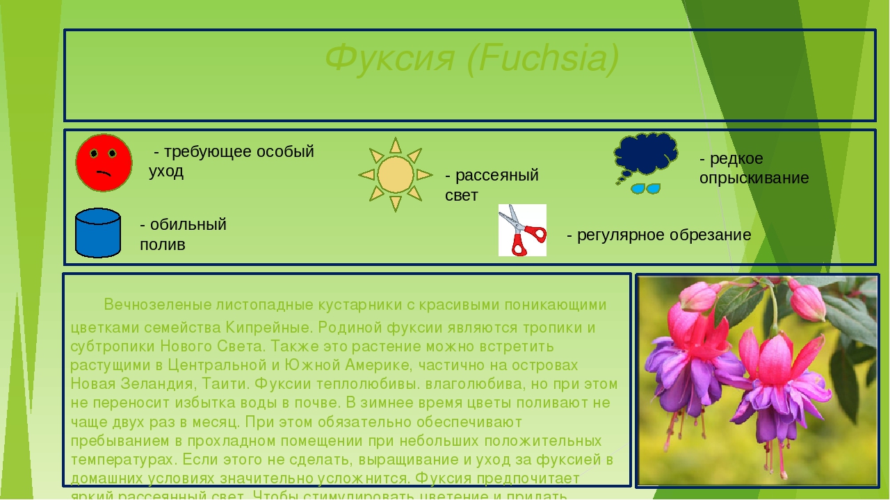 Презентация "Паспорта комнатных растений"