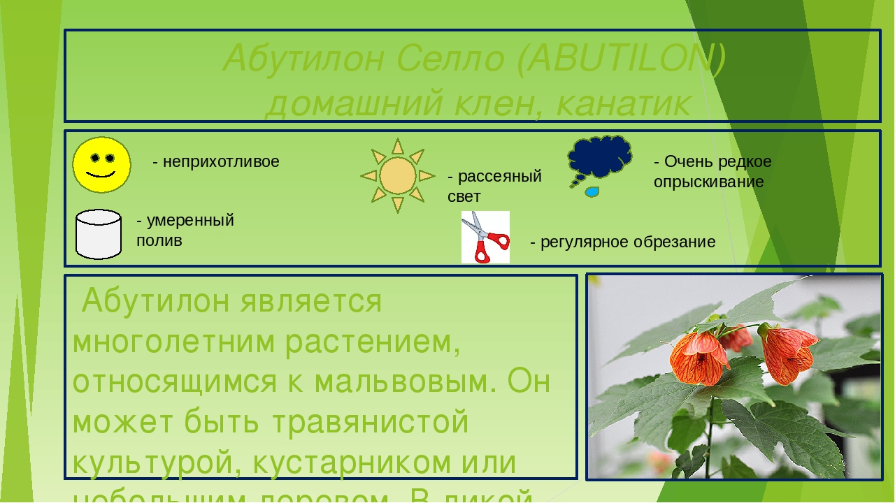 Презентация "Паспорта комнатных растений"