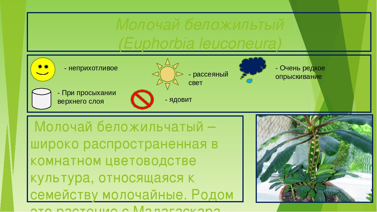 Презентация "Паспорта комнатных растений"