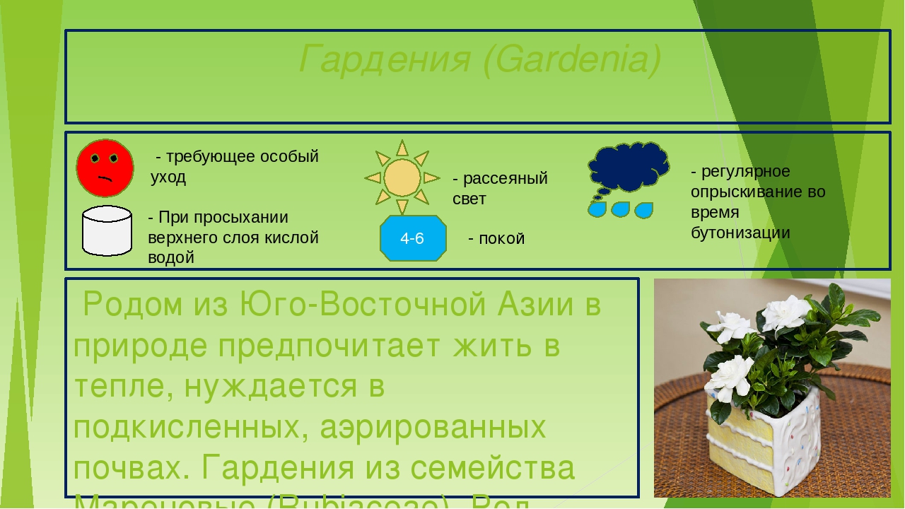Презентация "Паспорта комнатных растений"