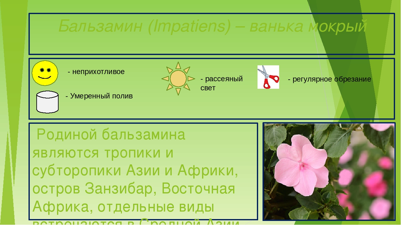 Презентация "Паспорта комнатных растений"
