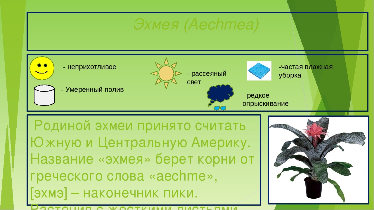 Презентация "Паспорта комнатных растений"