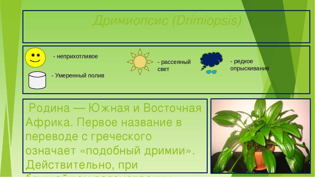 Презентация "Паспорта комнатных растений"