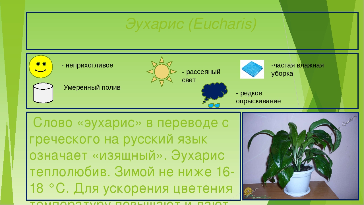 Презентация "Паспорта комнатных растений"