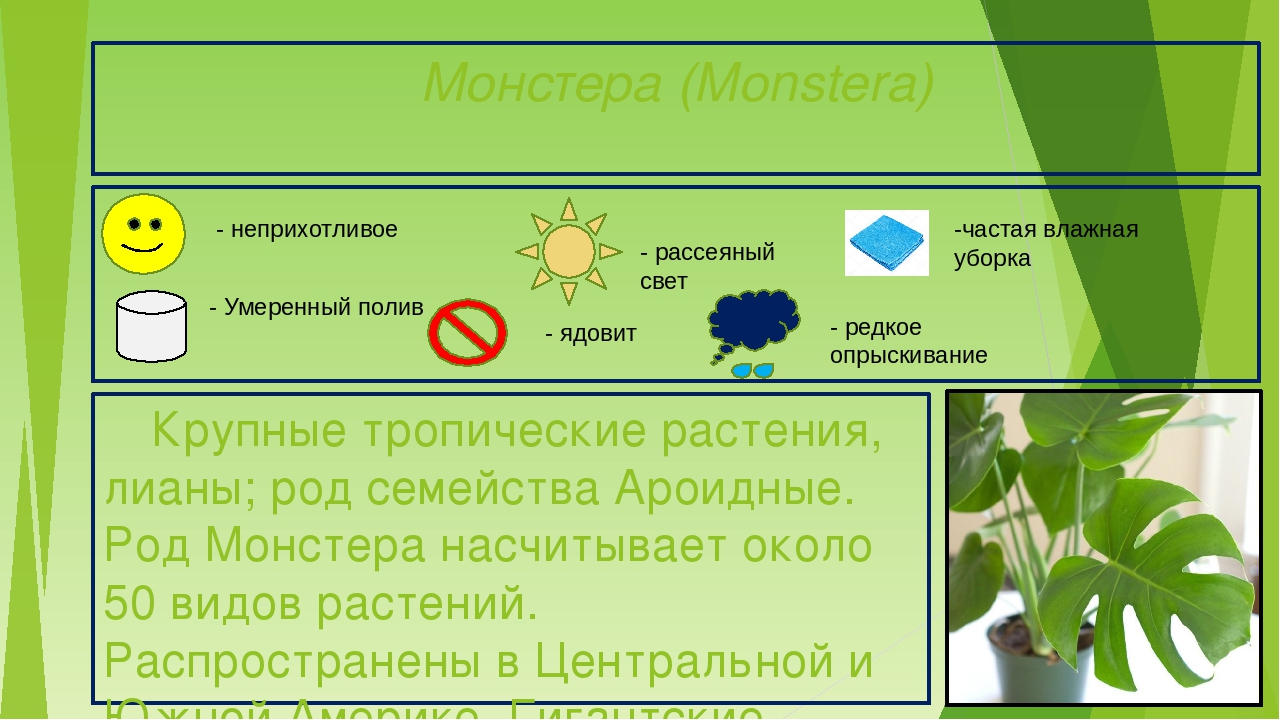 Паспортизация растений презентация