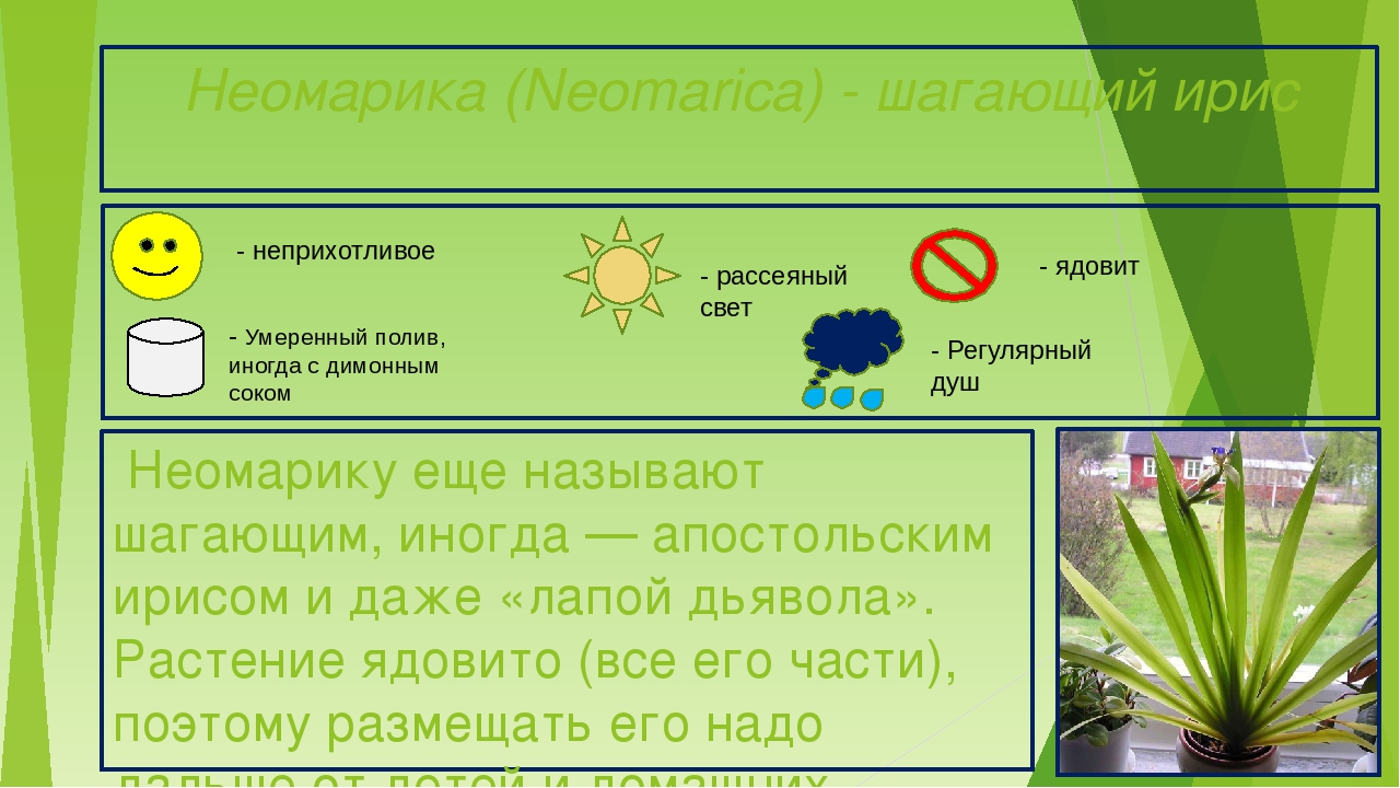 Паспортизация растений презентация