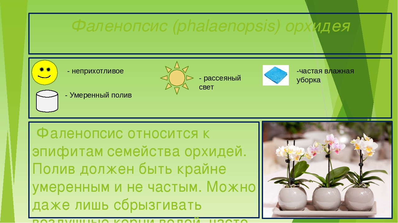 Презентация "Паспорта комнатных растений"