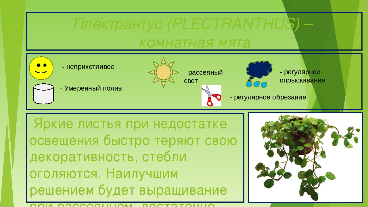 Паспортизация растений презентация