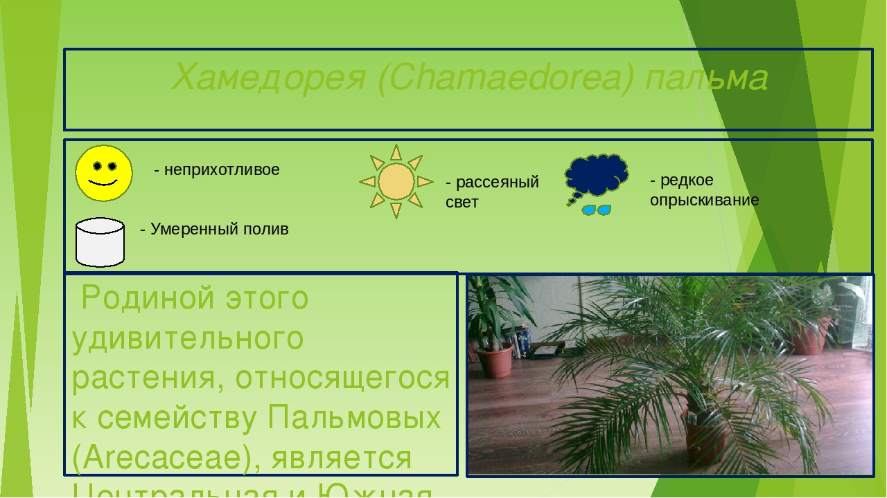 Презентация "Паспорта комнатных растений"