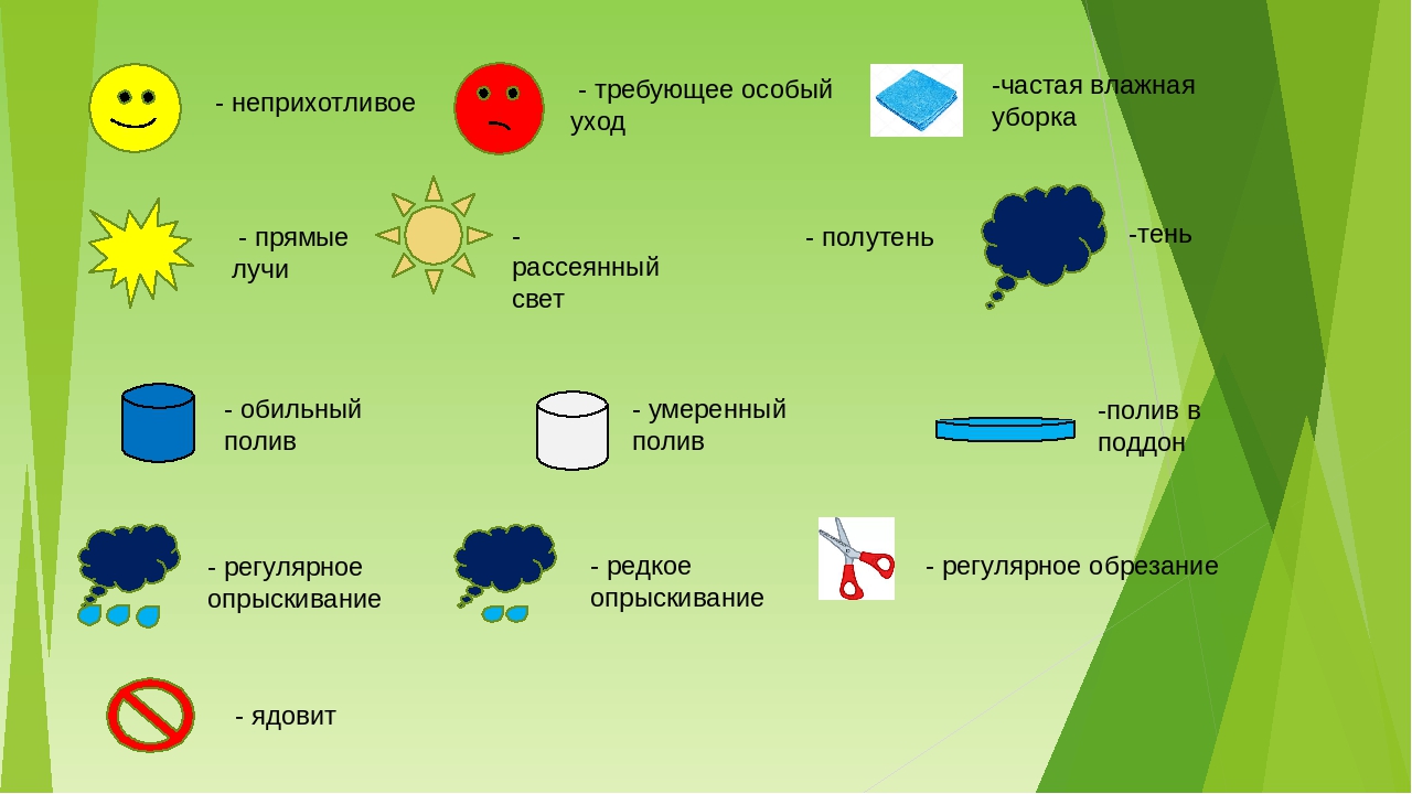 Презентация "Паспорта комнатных растений"