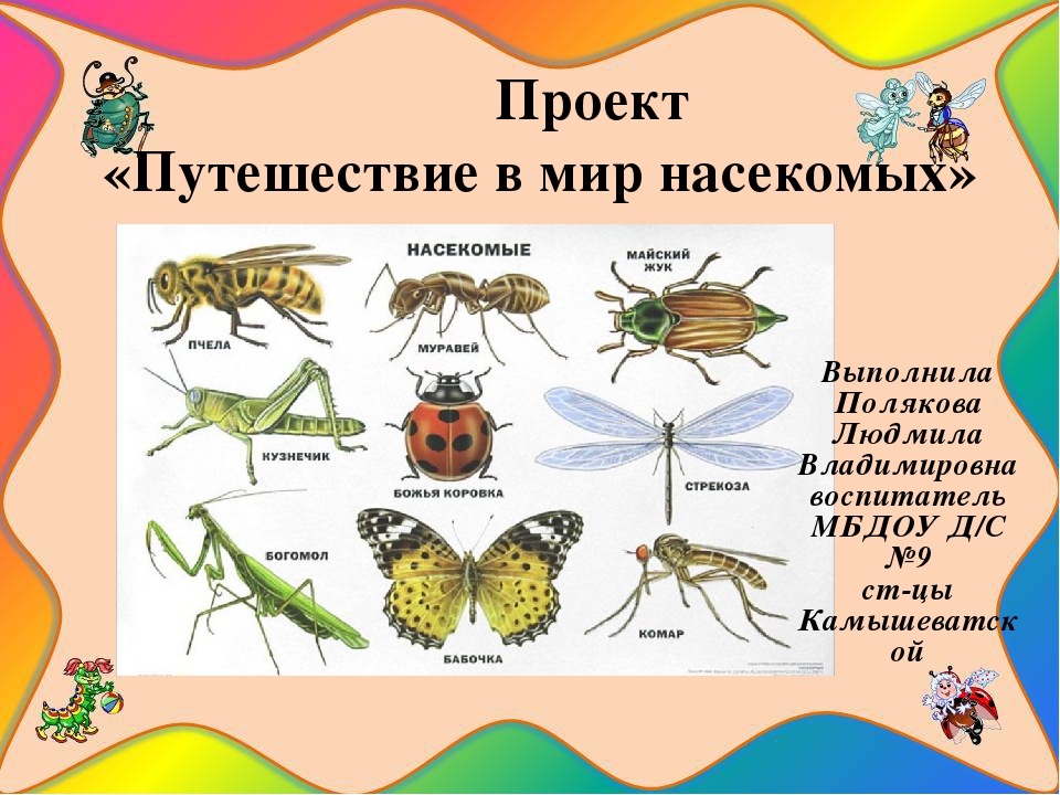 Презентация на тему " Путешествие в мир насекомых"