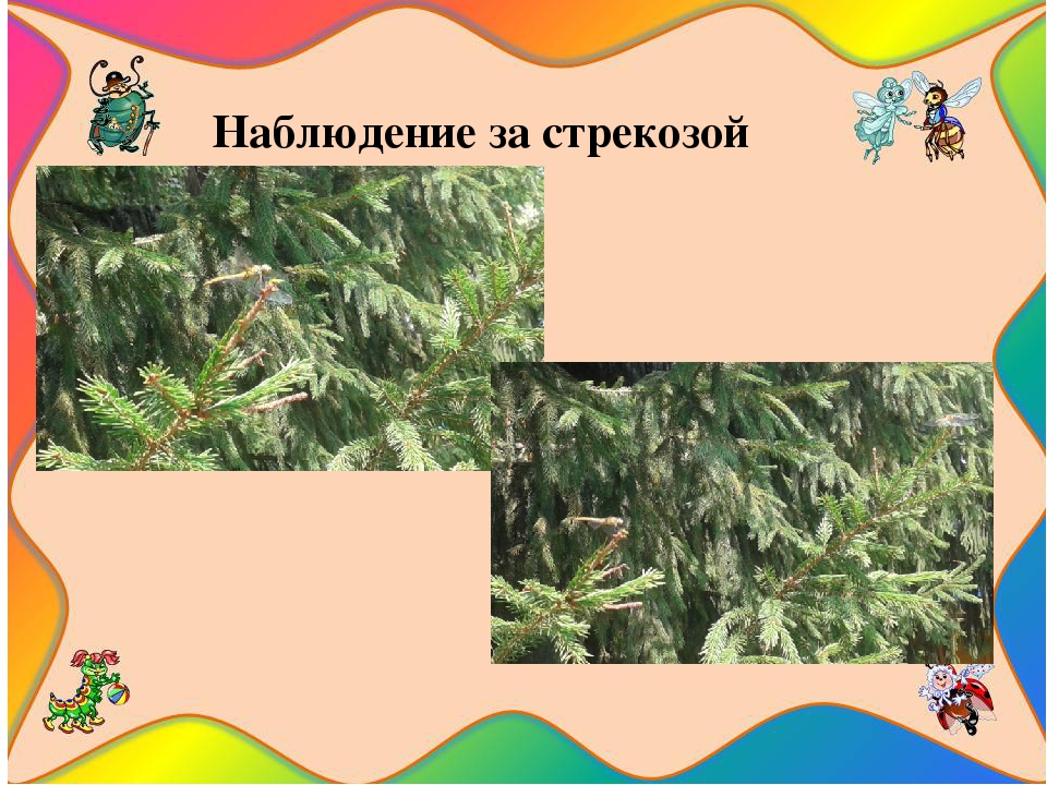 Презентация на тему " Путешествие в мир насекомых"