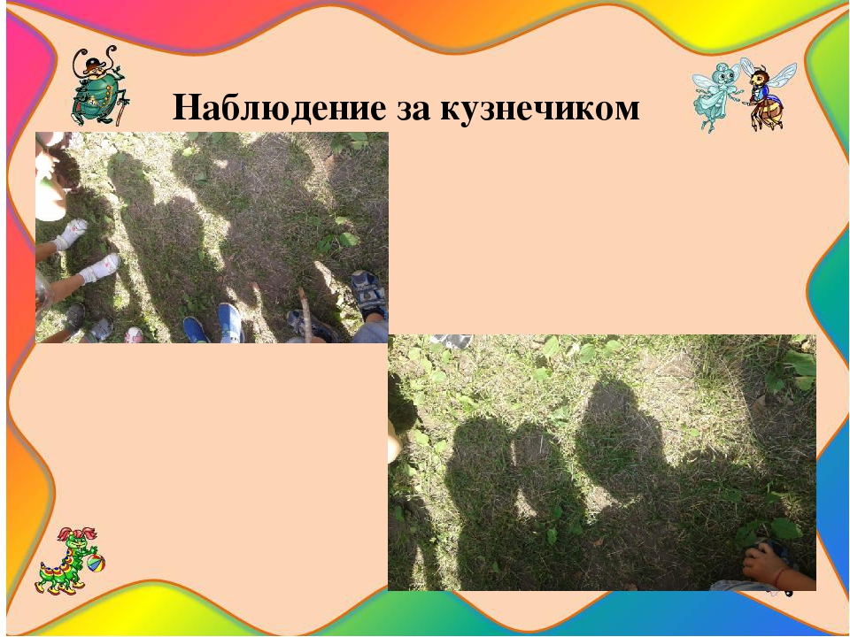 Презентация на тему " Путешествие в мир насекомых"