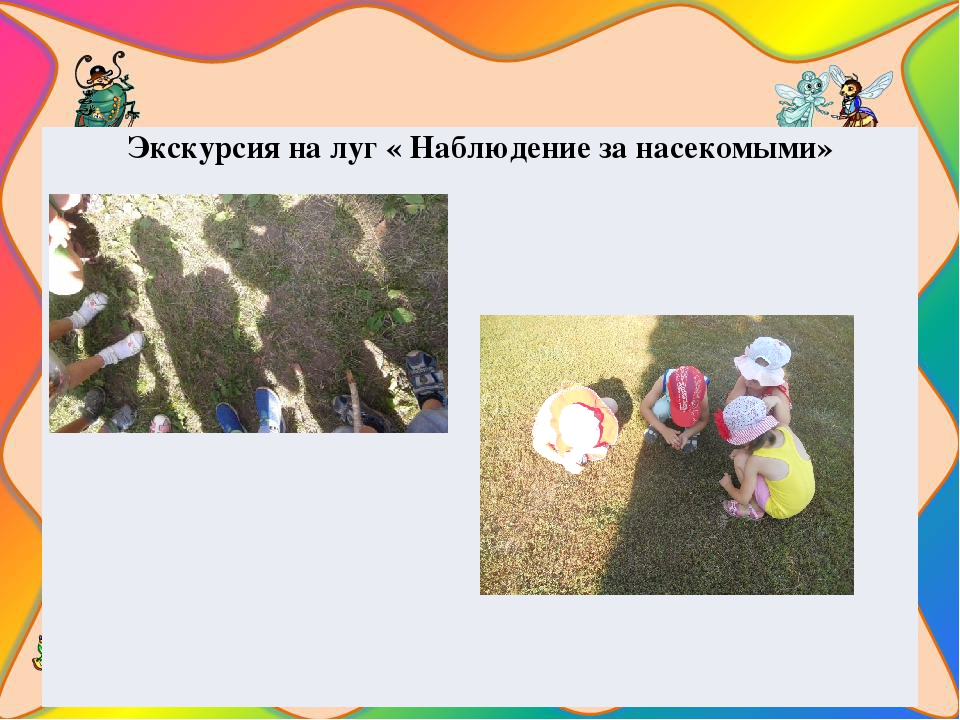 Презентация на тему " Путешествие в мир насекомых"