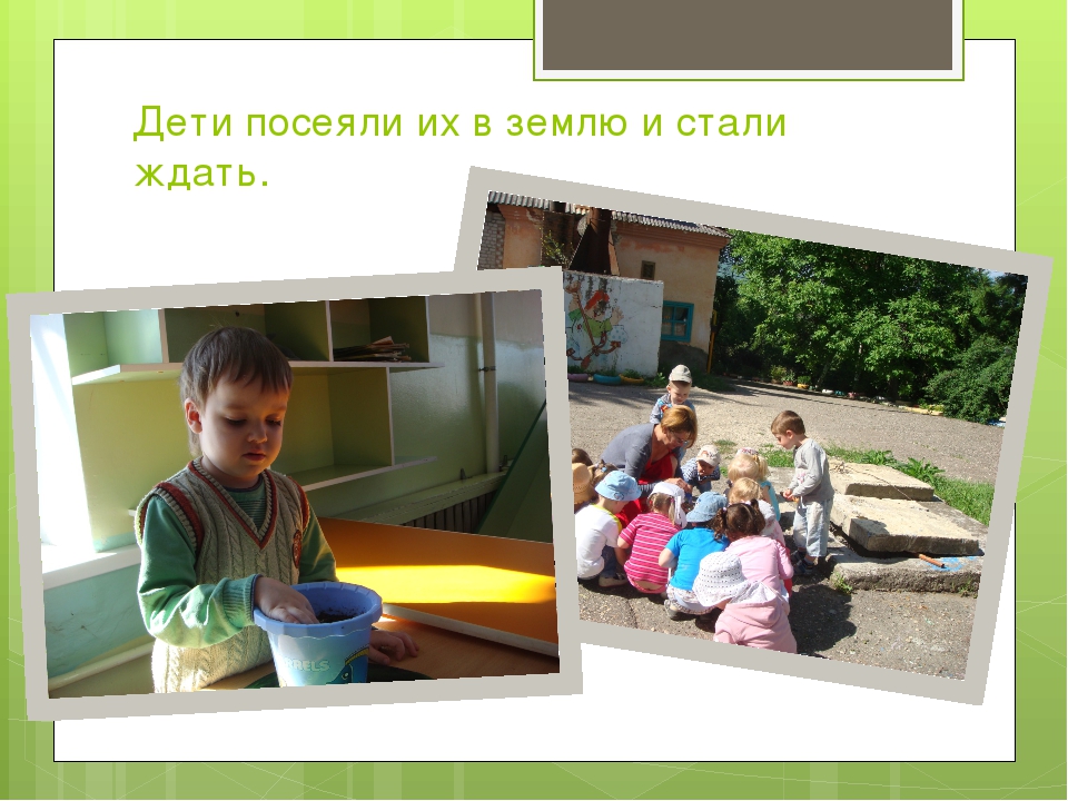 Презентация к проекту "Сказка о чуде" (Вторая младшая группа)