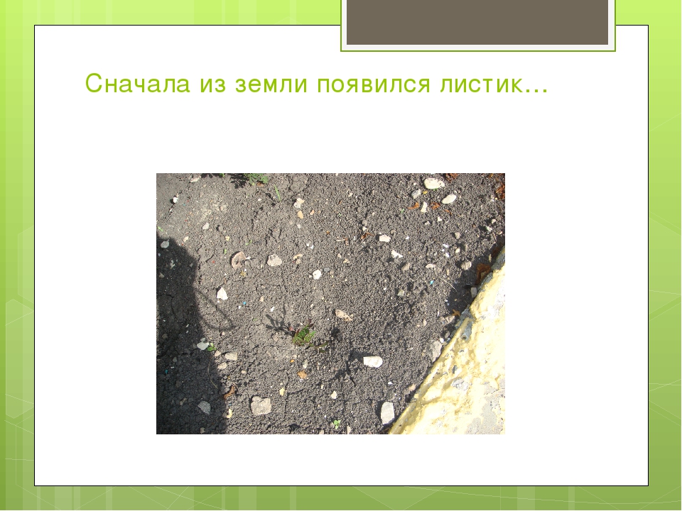 Презентация к проекту "Сказка о чуде" (Вторая младшая группа)
