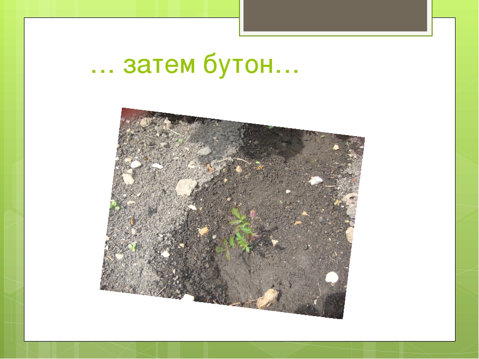 Презентация к проекту "Сказка о чуде" (Вторая младшая группа)