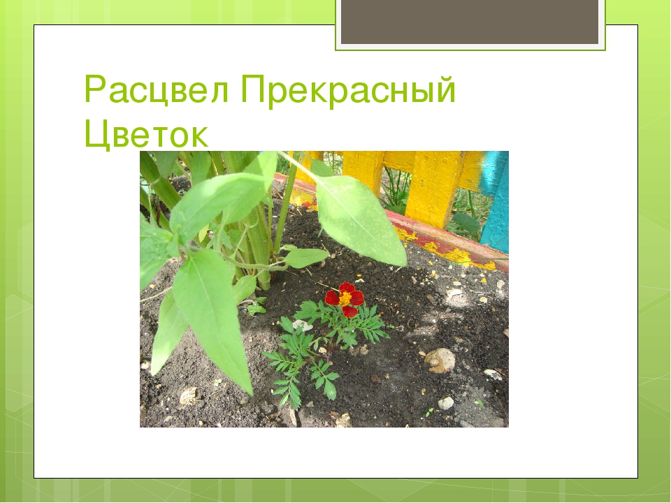 Презентация к проекту "Сказка о чуде" (Вторая младшая группа)