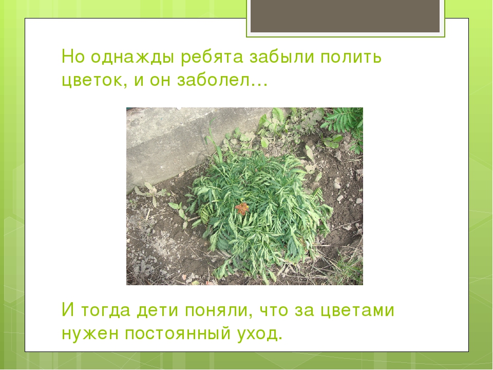 Презентация к проекту "Сказка о чуде" (Вторая младшая группа)