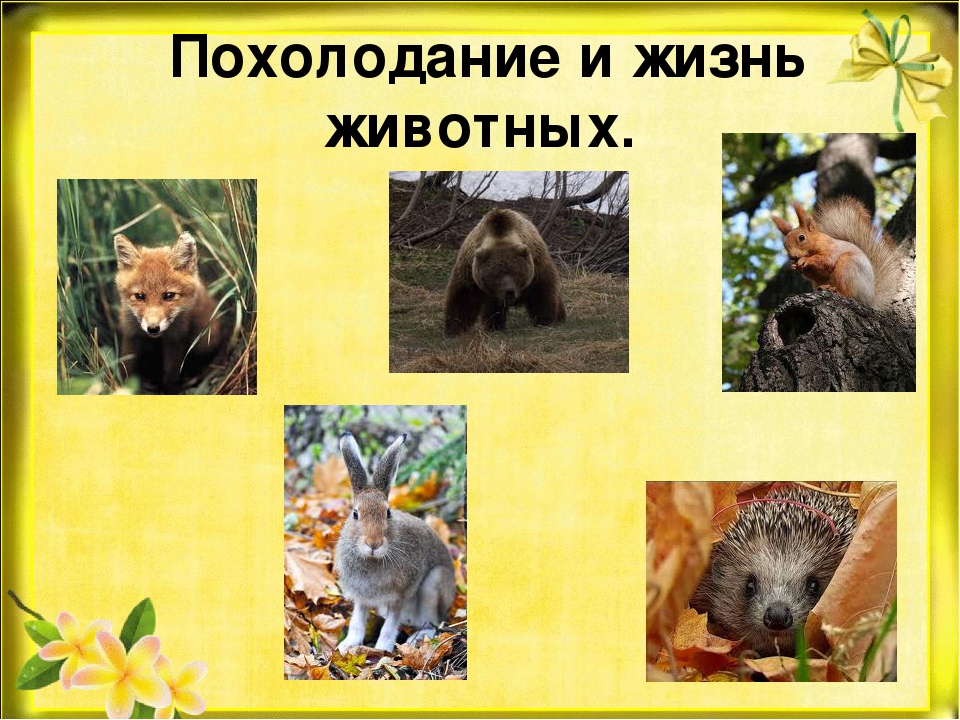 Презентация "Природа готовится к зиме"