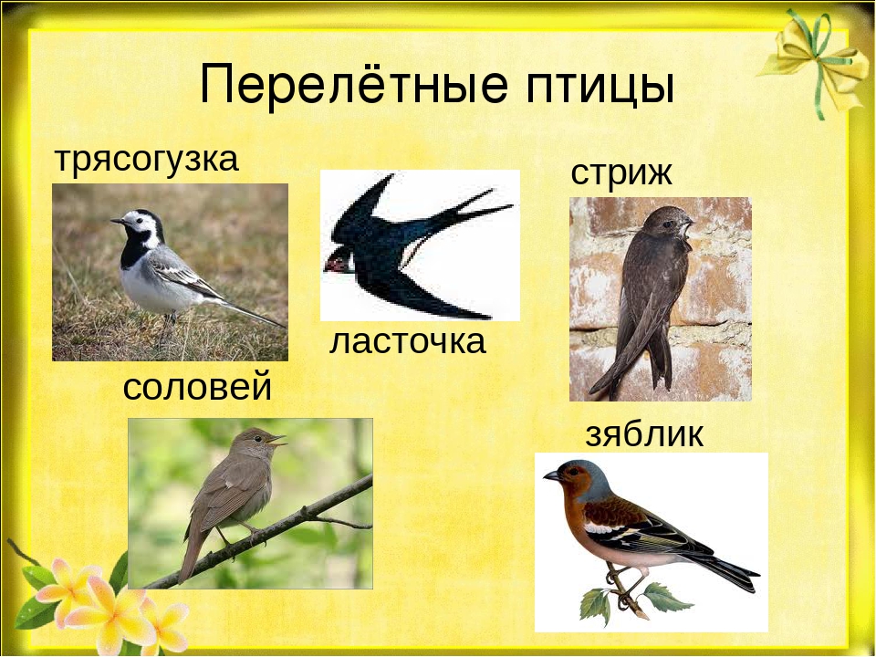 Презентация "Природа готовится к зиме"