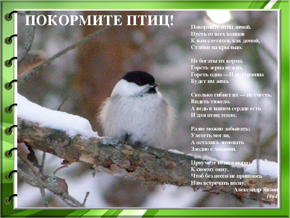 Презентация к проекту "Покормите птиц зимой"