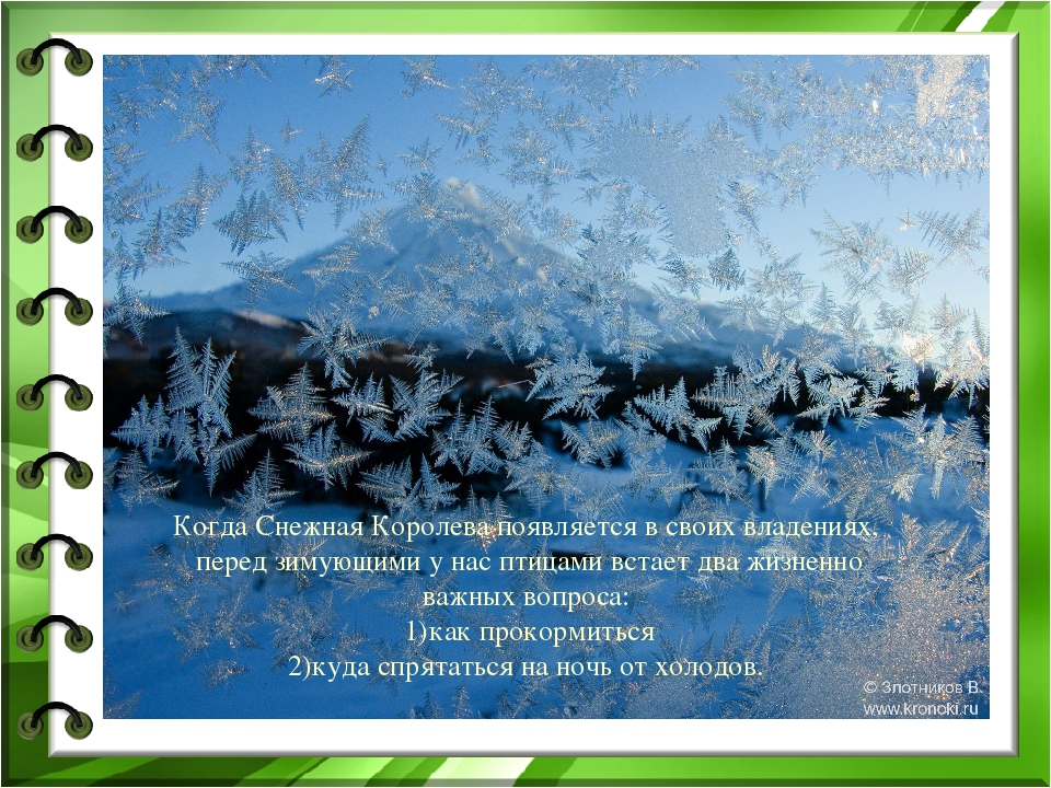 Презентация к проекту "Покормите птиц зимой"