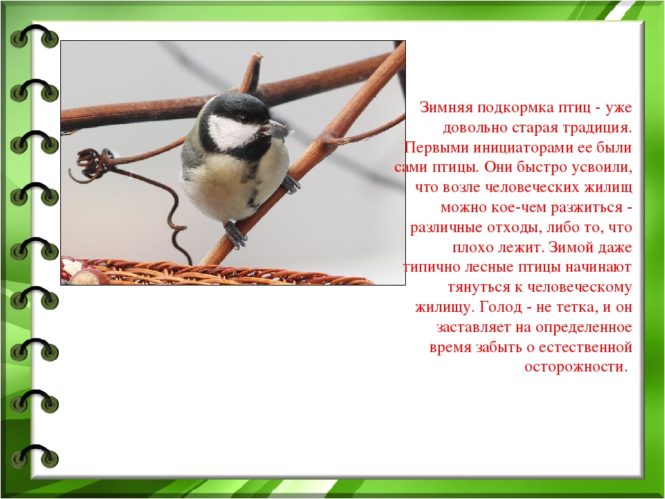 Презентация к проекту "Покормите птиц зимой"