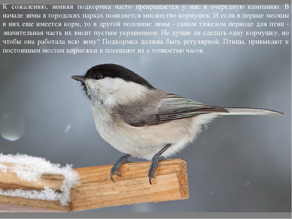 Презентация к проекту "Покормите птиц зимой"