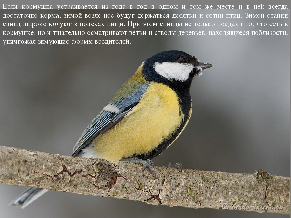 Презентация к проекту "Покормите птиц зимой"