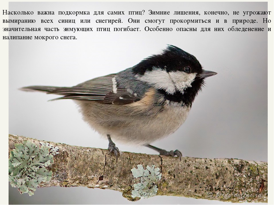 Презентация к проекту "Покормите птиц зимой"