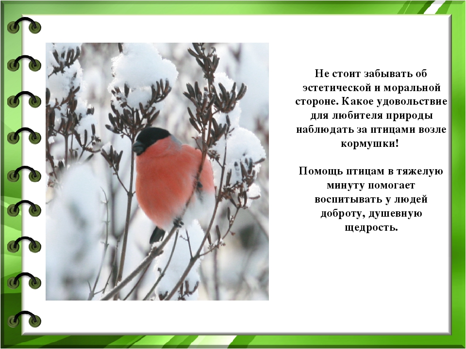 Презентация к проекту "Покормите птиц зимой"
