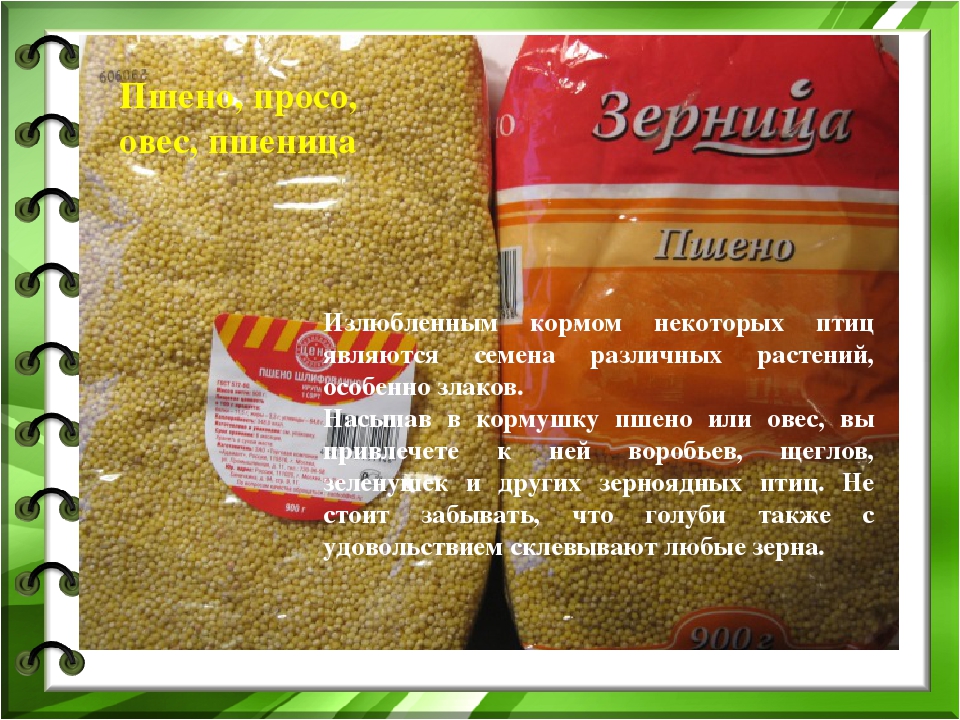 Презентация к проекту "Покормите птиц зимой"