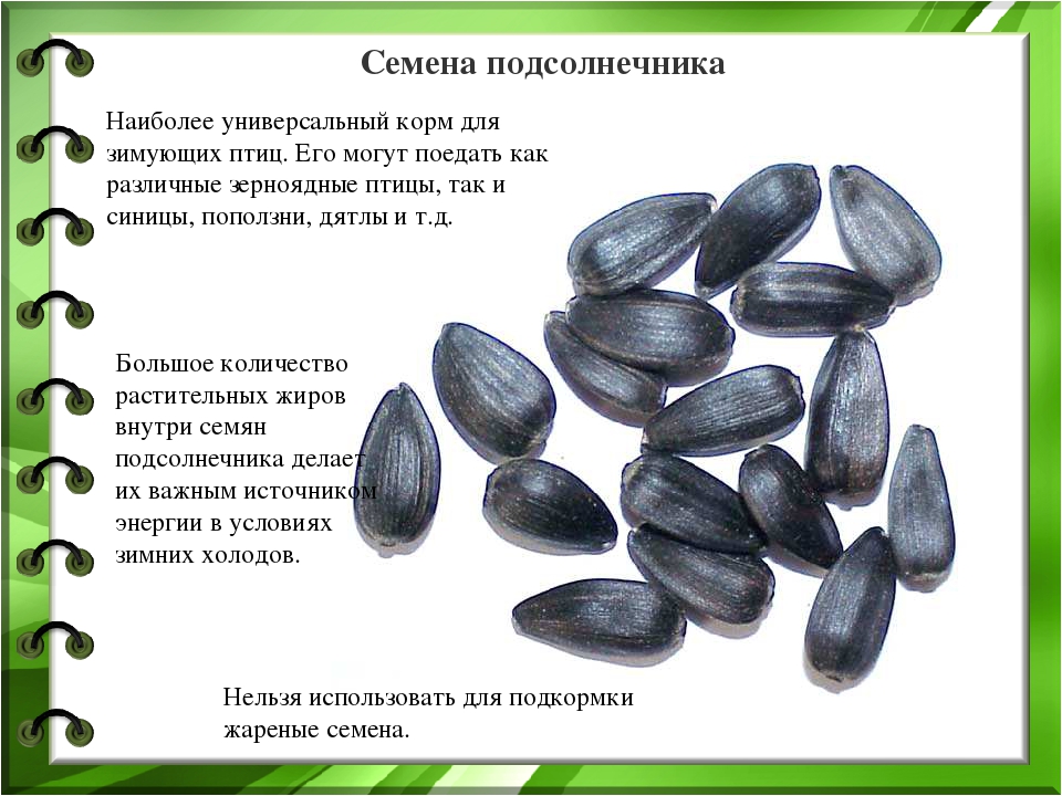 Презентация к проекту "Покормите птиц зимой"