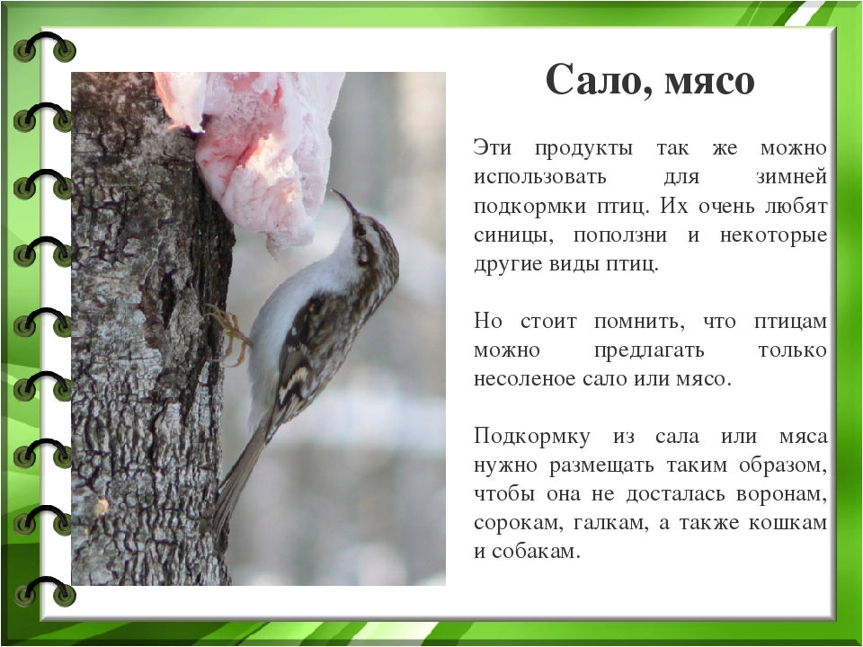 Презентация к проекту "Покормите птиц зимой"