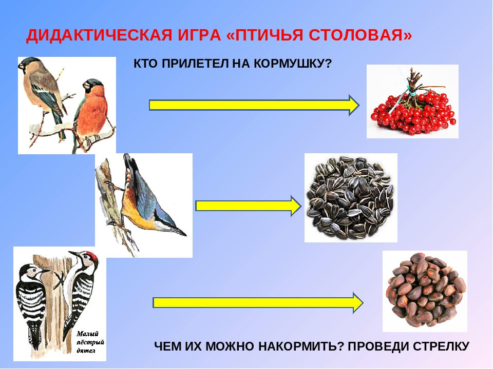 Презентация к проекту "Покормите птиц зимой"