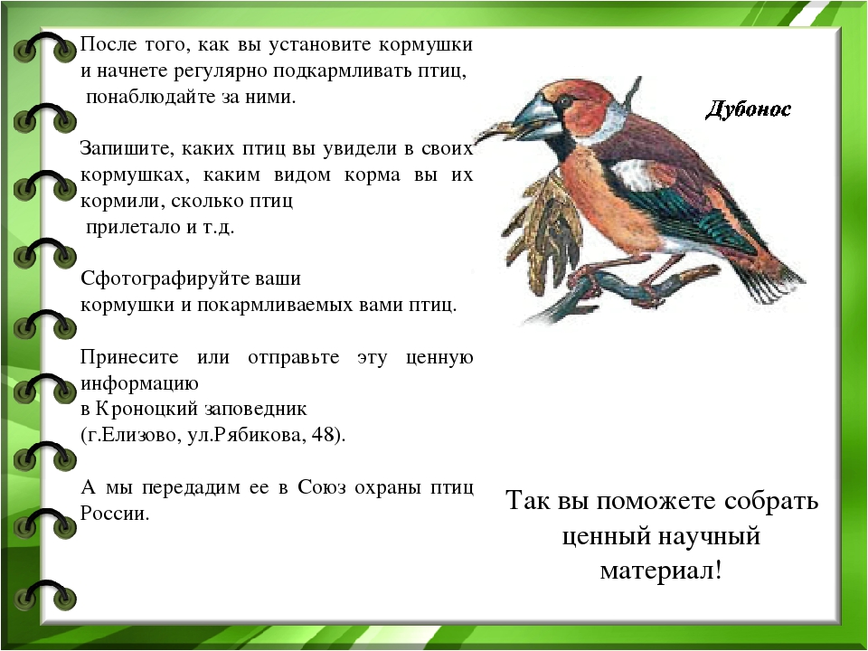 Презентация к проекту "Покормите птиц зимой"