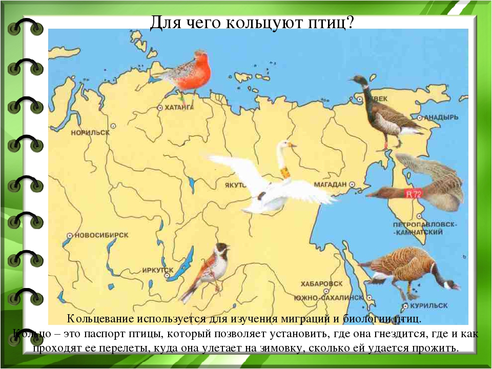 Презентация к проекту "Покормите птиц зимой"