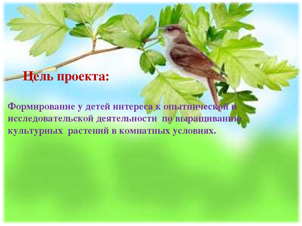 Проект "Огород на подоконнике"