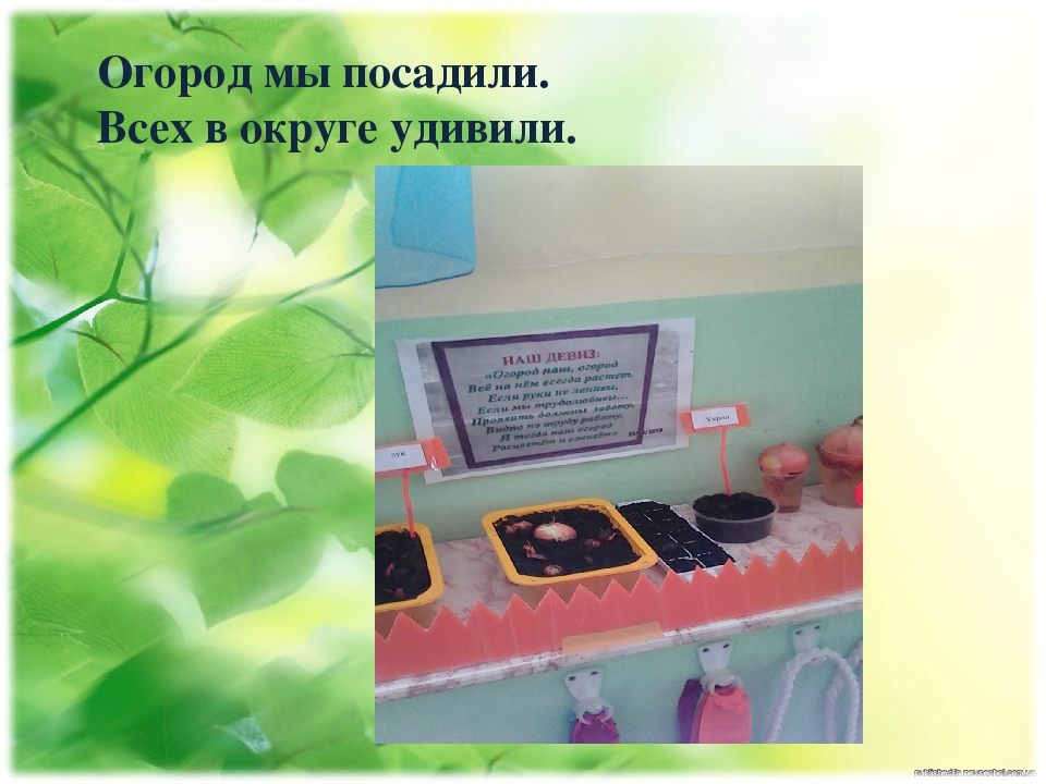 Проект "Огород на подоконнике"