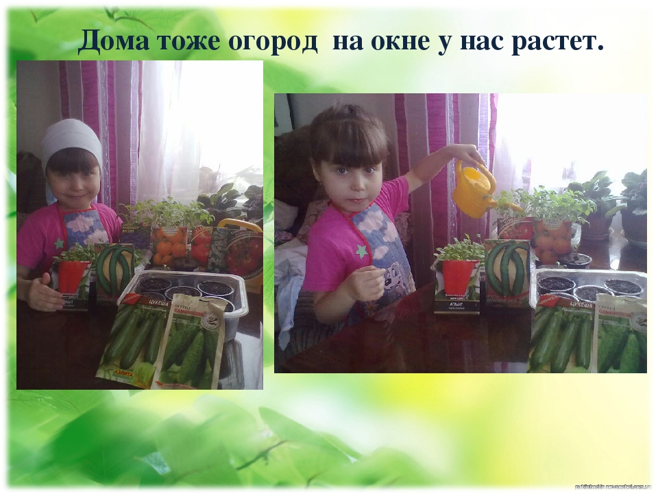 Проект "Огород на подоконнике"