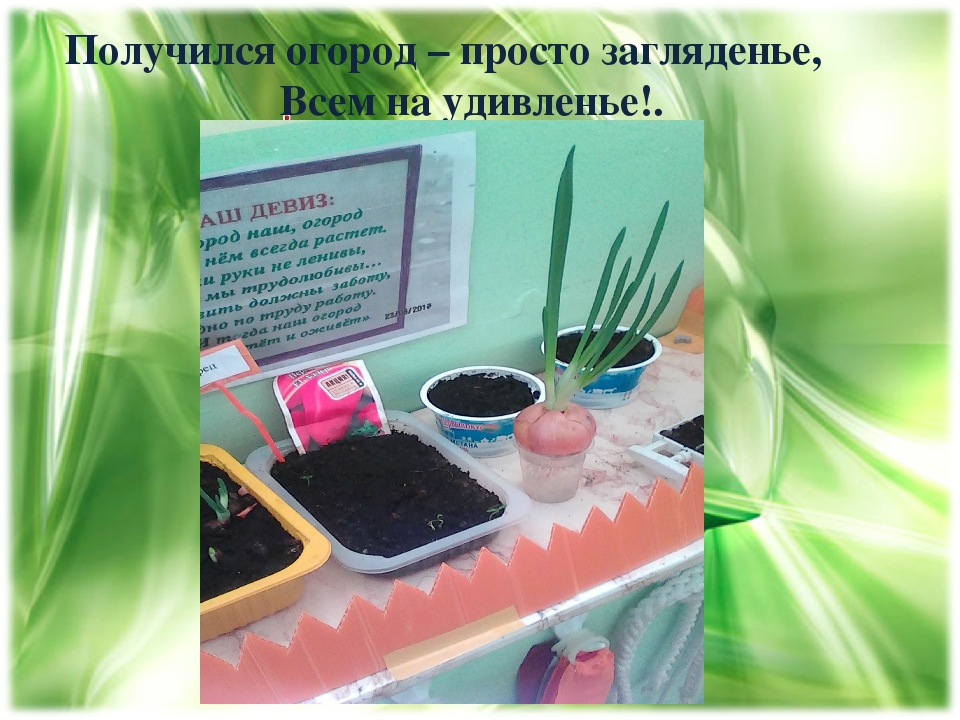 Проект "Огород на подоконнике"