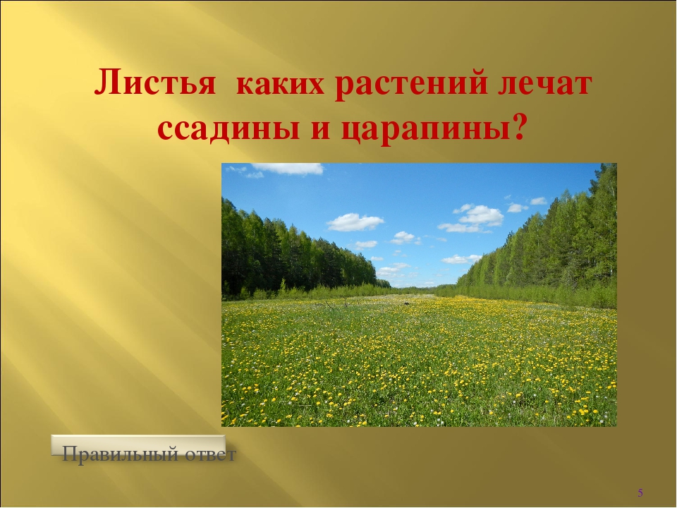 Интерактивная игра " Викторина по безопасности в лесу"