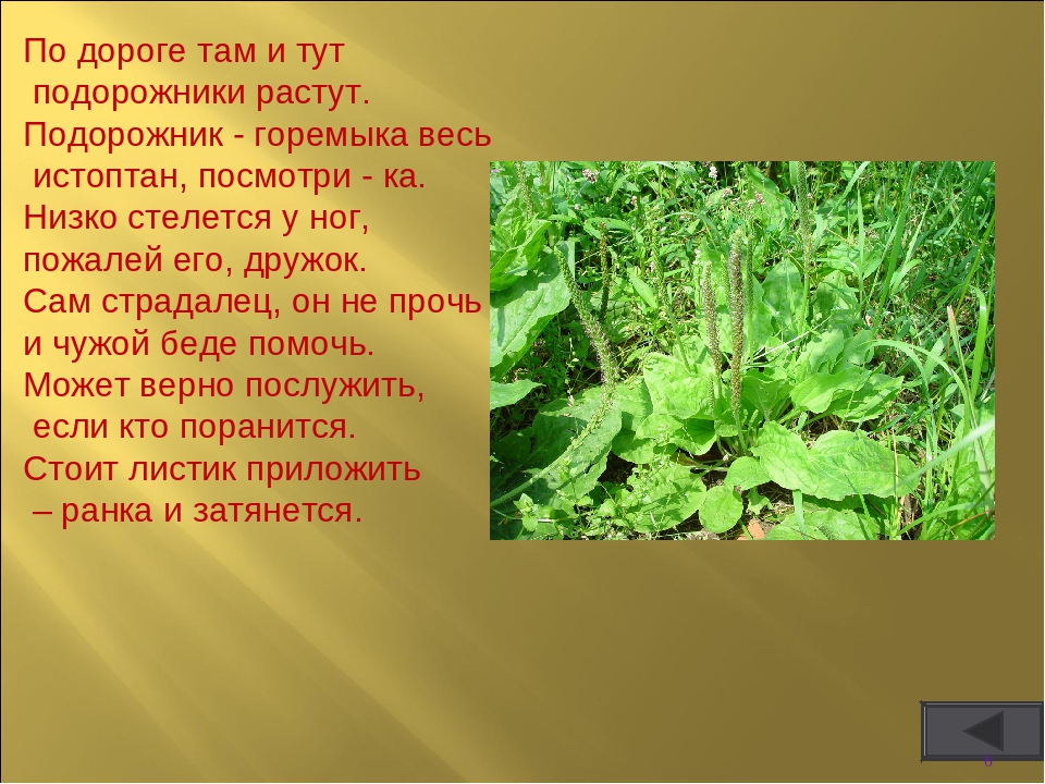 Интерактивная игра " Викторина по безопасности в лесу"