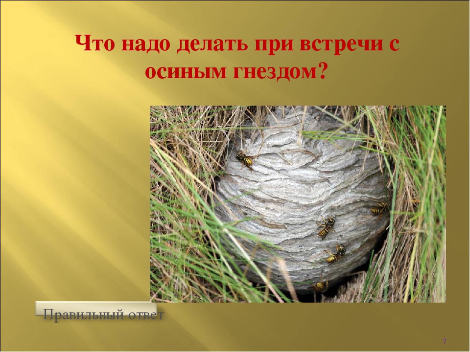 Интерактивная игра " Викторина по безопасности в лесу"