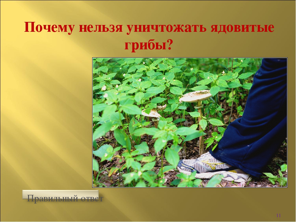 Интерактивная игра " Викторина по безопасности в лесу"