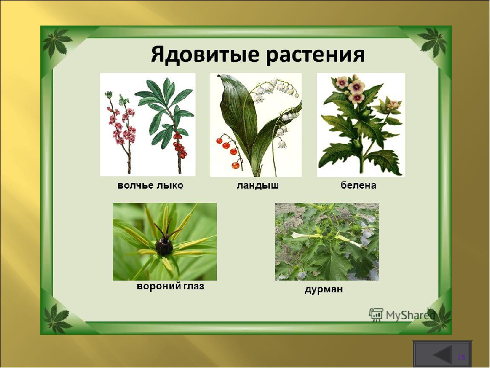 Интерактивная игра " Викторина по безопасности в лесу"
